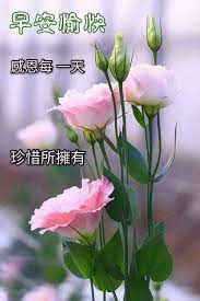 pin by a eµ ae on 早安 花 good morning wishes good morning greetings morning greeting