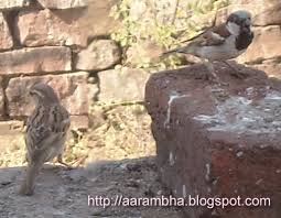 Image result for चिड़िया दाना खाती