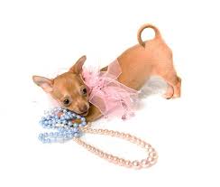 Why Do Dogs Loves Jewelry Rings Necklaces Bracelets Zooawesome