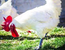 Bresse gauloise hens, roosterand eggs, les bleus hühner, junghühner. Der Franzosische Star Unter Den Huhnern Das Bressehuhn