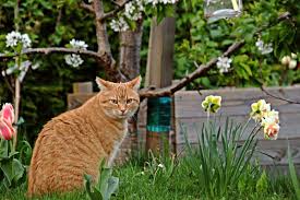 So Haltst Du Deine Katze Vom Gemusebeet Fern Ohne Wasserspritzpistole Und Ultraschall In 2020 Hundehutte Hundehutte Selber Bauen Selber Bauen Anleitung