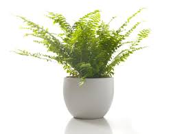 Location try to have your plants' winter lodgings planned out in advance. Best Indoor Plants For Fall And Winter Inspired Living Omaha Com