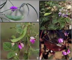 Image result for Dolichos sericeus