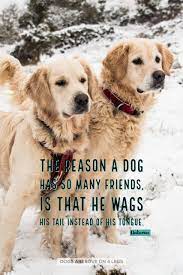 You might also like these funny dog quotes and sayings that will make you lol with your furry friends. The Reason A Dog Has So Many Friends Dog Dog Quotes Inspirational Quotes Funny Quotes Life Quotes Dog Quotes Rescue Dog Quotes Dogs