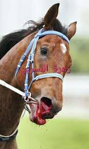 الفرق بين الرعاف ونفث الدم زهرة النسرين nisrein flower facebook