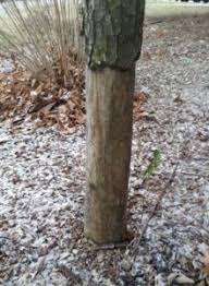 How to stop deer from. Protecting Young Trees From Deer And Rabbit Damage Shadywood Tree Experts And Landscaping