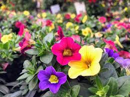 Leverbaar vanaf eind maart tot half mei. 10 X Zomerbloeiers Die Je Tuin Omtoveren In Een Bloemenparadijs Indebuurt Doetinchem