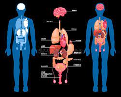 Reisen sie durch den menschlichen körper. Menschlicher Plan Der Anatomie Inneren Organe Vektor Abbildung Illustration Von Element Lungenflugel 108613857