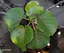 Image result for Ficus abutilifolia