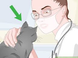 eliminate cat odors around the house