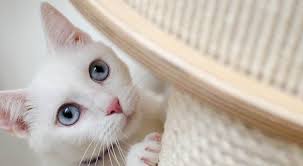 Even opening the door once will teach her that if she scratches. Mwpgmgmofxuc7m