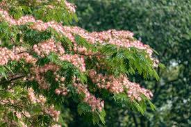 Image result for Albizia brevifolia