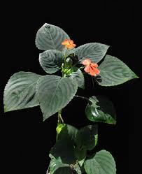 Image result for Impatiens gomphophylla