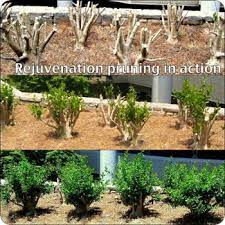 Can viburnum tinus be hard pruned? Rejuvenation Pruning Citygreen Services