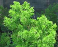 Asparagus retrofractus (asparagus macowanii) shrubby evergreen perennial with very fine leaves forming fluffy tufts. Asparagus Retrofractus Ming Asparagus Fern Seeds