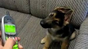 Wenn sie sich einen schäferhundwelpen kaufen möchten, dann sind sie bei uns genau richtig. Ohren Gespitzt Schaferhund Welpe Ist Vollig Fasziniert Von Klingelton