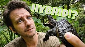 Feeding and Checking