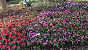 What is a native plant? Best Plant Performers From The University Of Tennessee Gardens Trials Greenhouse Grower