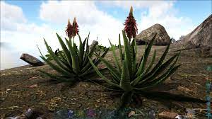 I show you where to find the most cactus sap and how to farm. Cacti On The Island General Discussion Ark Official Community Forums