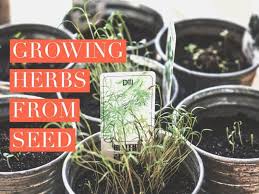 Check spelling or type a new query. Planting Or Growing Herbs From Seeds Gardening Channel