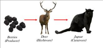 This is because they produce their own food! Jaguar Food Webs