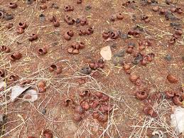 Image result for Libidibia coriaria