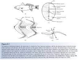 Muscles Anatomy Of Fishes