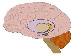 Know Your Brain Huntington S Disease Neuroscientifically Challenged
