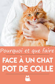 Pourquoi Et Que Faire Face A Un Chat Pot De Colle Chat Chats Et Chatons Comportement Chat