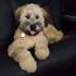 Soft-coated Wheaten Terrier - Wikipedia