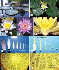 Image result for Cabombaceae