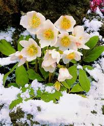 Di conseguenza, berit inverno lycklig design ha creato fiore. Il Giardino Delle Esperidi Elleboro Fiore D Inverno