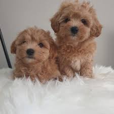 Cooper and mia are the honored moms and dads of four attractive little gals! Maltipoo Puppies For Sale Near California Md Usa Within 200 Miles
