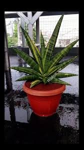 Image result for Sansevieria pearsonii