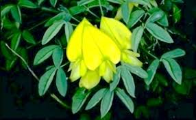 Image result for Crotalaria laburnifolia