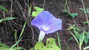 Clicked At Chavand Fort L Mobile Photography Flower Name Flickr
