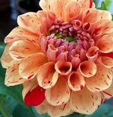 Pin On Flowers
