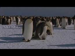 The Penguin Story Youtube A Short Video On Penguins Penguins Life Cycles Kindergarten Winter Kindergarten