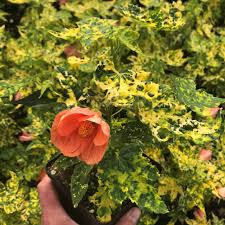 Image result for Abutilon austro-africanum