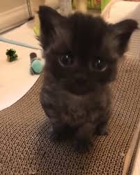 Why Do Cats Press Their Head Against The Wall Video Video Baby Cats Cute Baby Cats Kittens Cutest