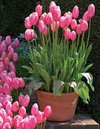 Go Gardening Helping New Zealand Grow Garden Inspiration Tips And Advice From The Expert