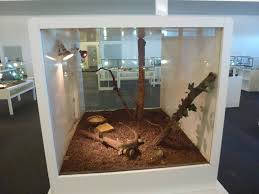 Pin By Animal Wonders On Vivarium Aquarium Terrariums Lizard Cage Bearded Dragon Reptile Room