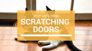 If your cat scratches your bedroom door at night, they simply need to be trained. How To Stop Cats From Scratching Doors Cats Are On Top