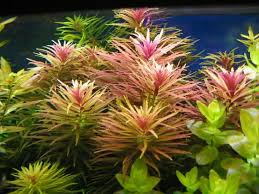 Image result for Limnophila fluviatilis