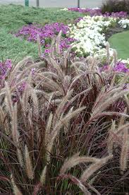 Maybe you would like to learn more about one of these? Purple Fountain Grass Calloway S Nursery