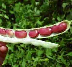 Check spelling or type a new query. How To Grow Kidney Beans Growing Beans Kidney Beans Bean Plant
