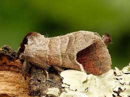 Image result for Clostera curtula