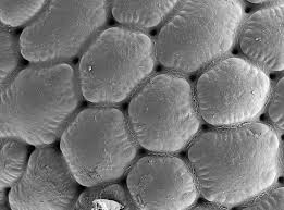 Image result for Sclerodactylon macrostachyum