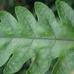 Image result for Tectaria fernandensis