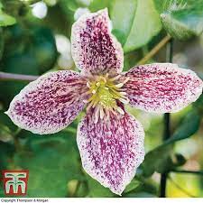 The early or spring flowering varieties are classified as group 1 as far as. Clematis Cirrhosa Var Purpurascens Freckles Plants Thompson Morgan